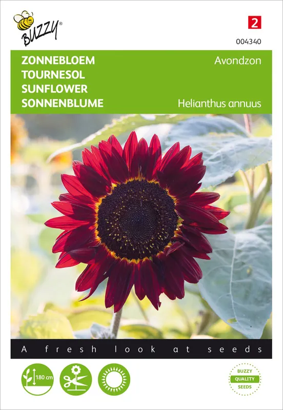 Schnäppchen Sonnenblume Abendsonne | Sonnenblumensamen von Buzzy Seeds