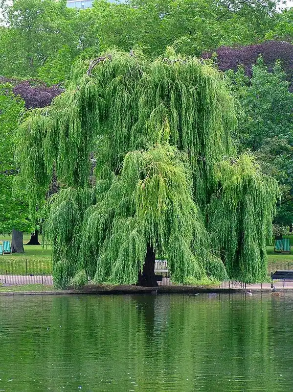 Ausverkauf Trauerweide 'Tristis Resistenta' • Salix alba 'Tristis Resistenta'