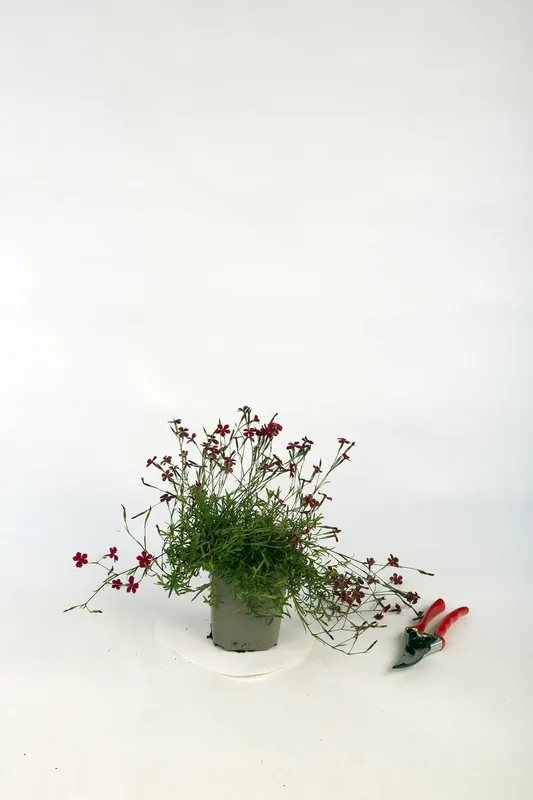 Heidenelke 'Brillant'• Dianthus deltoides 'Brillant' Begrenztes Angebot