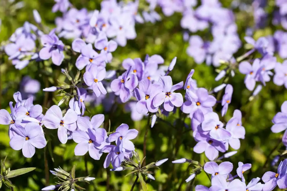 Ausläufer-Flammenblume 'Blue Ridge' • Phlox stolonifera 'Blue Ridge' Rabatt