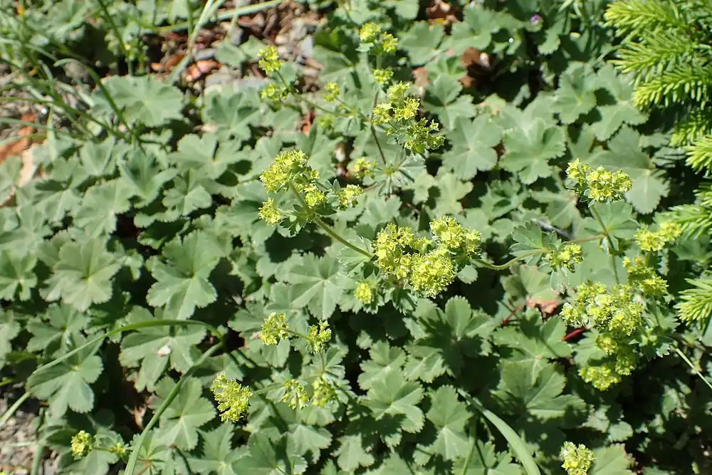 Sale Zwerg-Frauenmantel • Alchemilla erythropoda