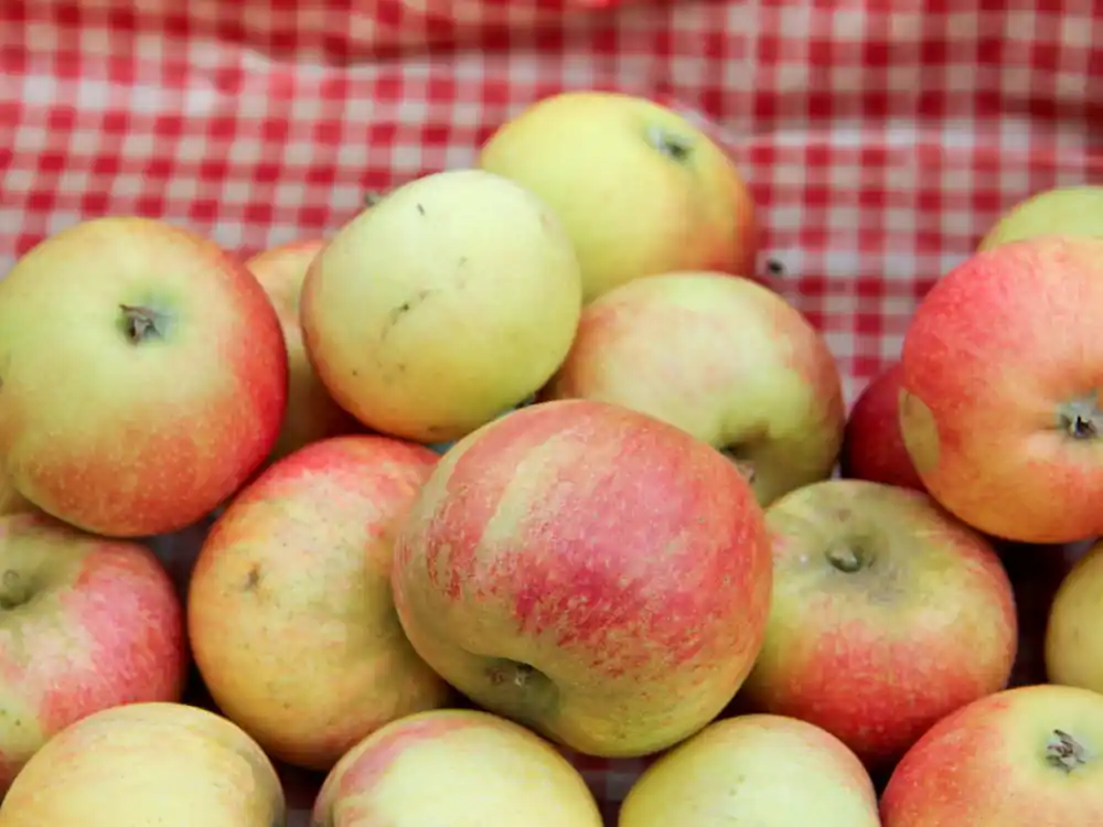 Apfel 'Alkmene' • Malus 'Alkmene' Jetzt Bestellen