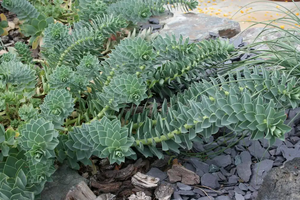 Aktuell Walzen-Wolfsmilch • Euphorbia myrsinites
