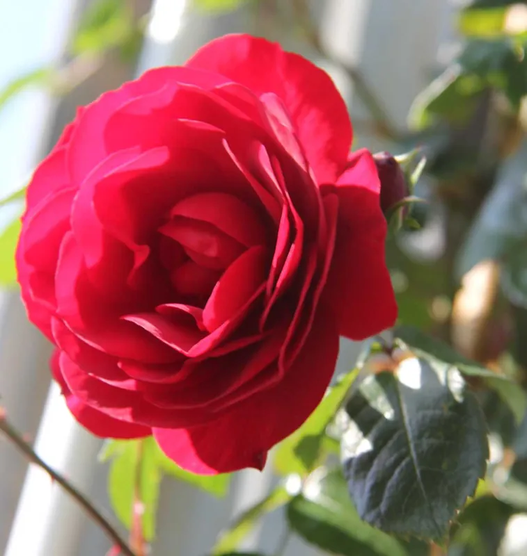 Garantierte Lieferung Kletterrose 'Amadeus'® • Rosa 'Amadeus'®