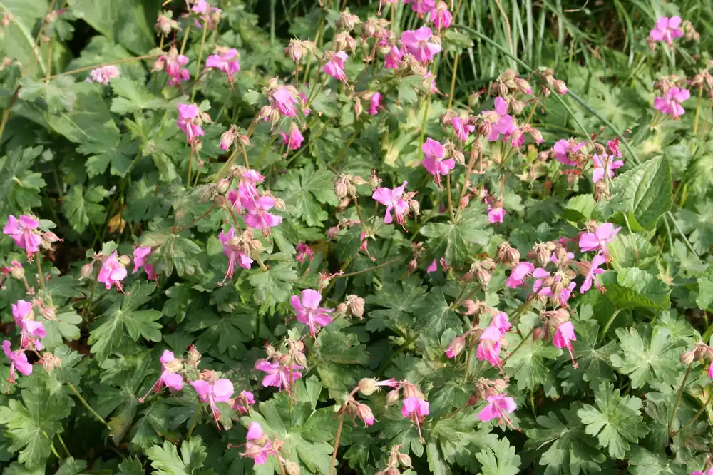 Heißes Angebot Storchschnabel 'Berggarten' • Geranium x cantabrigiense 'Berggarten'