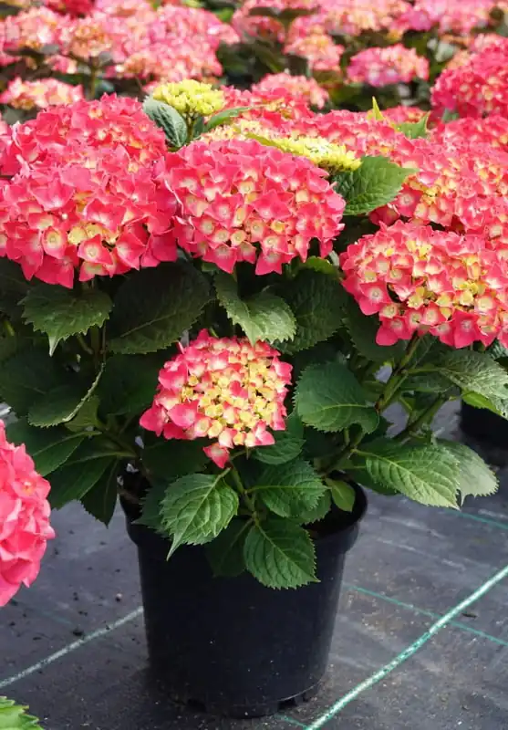 Bauernhortensie 'Leuchtfeuer' • Hydrangea macrophylla 'Leuchtfeuer' Finale Aktion