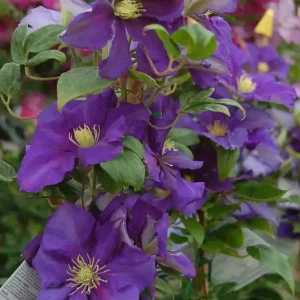 Waldrebe 'General Sikorski' • Clematis 'General Sikorski' Super-Preis