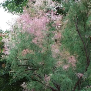 Sommer-Tamariske • Tamarix ramosissima Kostenloser Versand