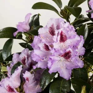 Rhododendron 'Blue Peter' • Rhododendron Hybride 'Blue Peter' Mega-Angebot