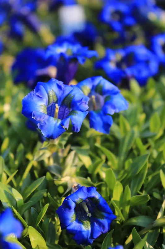 Neuheit Kurzstängeliger Silikat-Enzian • Gentiana acaulis