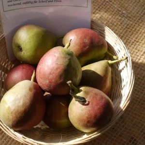 Sonderaktion Birne 'Nordhäuser Winterforelle' • Pyrus com. 'Nordhäuser Winterforelle'