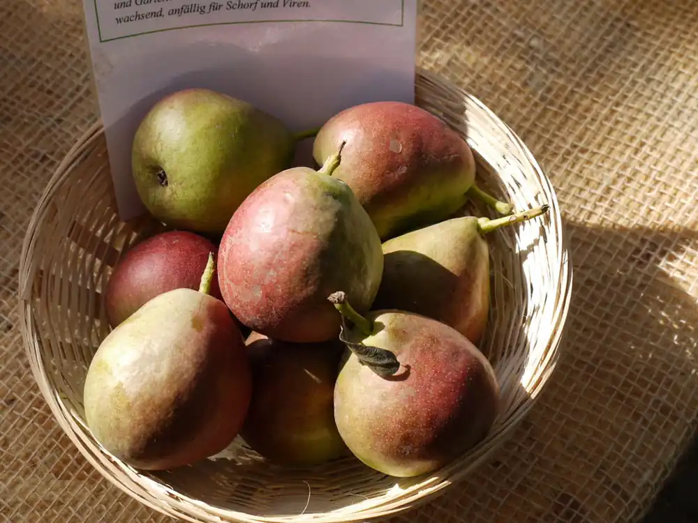 Sonderaktion Birne 'Nordhäuser Winterforelle' • Pyrus com. 'Nordhäuser Winterforelle'