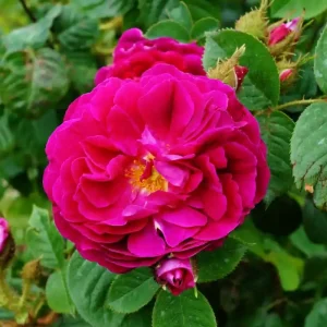 Bodendeckerrose 'Purple Rain'® • Rosa 'Purple Rain'® Meistverkauft