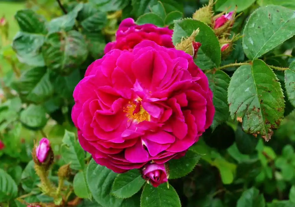 Bodendeckerrose 'Purple Rain'® • Rosa 'Purple Rain'® Meistverkauft