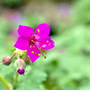 Storchschnabel 'Czakor'• Geranium macrorrhizum 'Czakor' Mega-Angebot