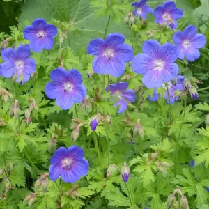 Markenprodukt Himalaya-Storchschnabel 'Gravetye' • Geranium himalayense 'Gravetye'