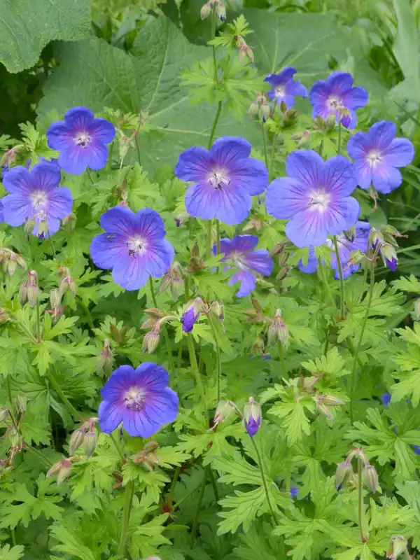Markenprodukt Himalaya-Storchschnabel 'Gravetye' • Geranium himalayense 'Gravetye'