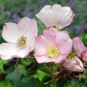 Abverkauf Bodendeckerrose 'Dagmar Hastrup' • Rosa 'Dagmar Hastrup'