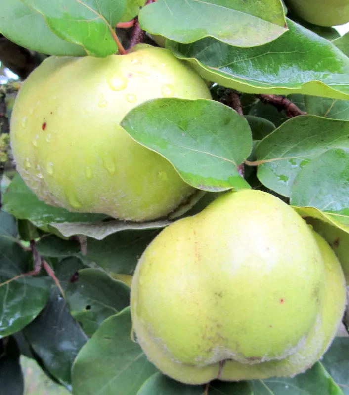 Quitte 'Cydora Robusta' • Cydonia 'Cydora Robusta' Top-Preis