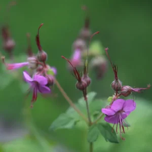 Storchschnabel 'Bevan' • Geranium macrorrhizum 'Bevan' Gratis Versand