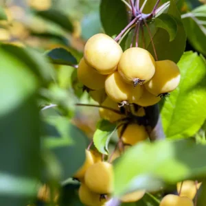 Zierapfel 'Wintergold' • Malus-Hybride 'Wintergold' Ausverkauf