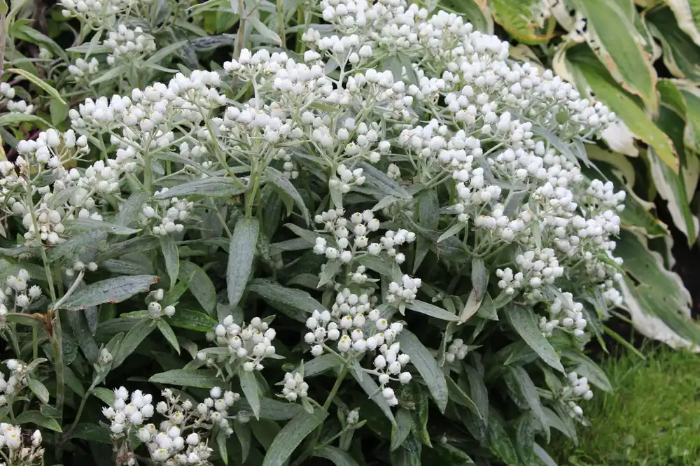 Perlkörbchen • Anaphalis triplinervis Preiswert