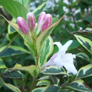 Weigelie 'Variegata' • Weigela florida 'Variegata' Begrenztes Angebot