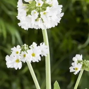 Kugelige Schlüsselblume 'Alba' • Primula denticulata 'Alba' Sichere Zahlung