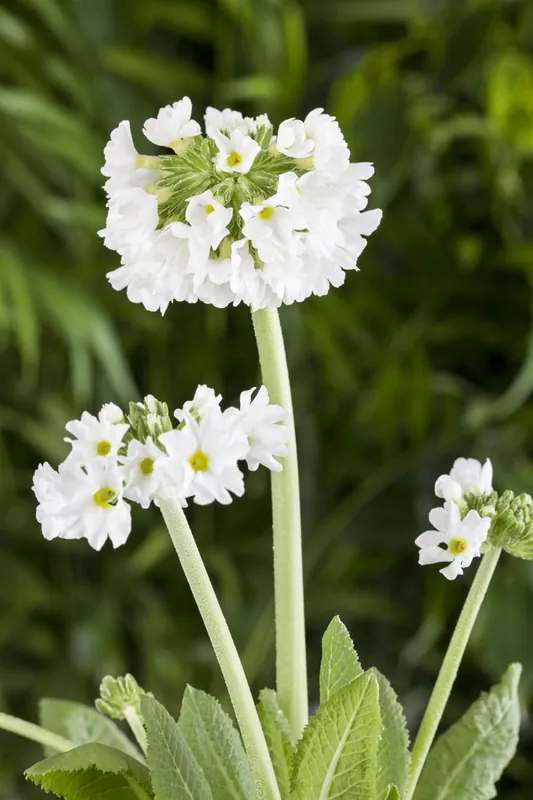 Kugelige Schlüsselblume 'Alba' • Primula denticulata 'Alba' Sichere Zahlung