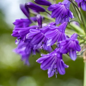 Afrika Schmucklilie 'Black Panther'® • Agapanthus africanus 'Black Panther'® Rabatt