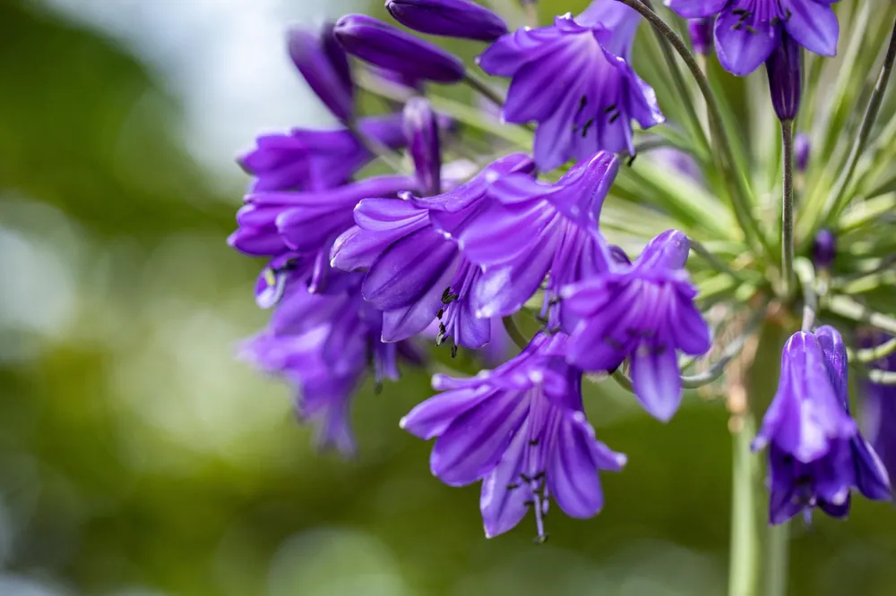 Afrika Schmucklilie 'Black Panther'® • Agapanthus africanus 'Black Panther'® Rabatt