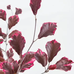 Rotbuche 'Tricolor' • Fagus sylvatica 'Tricolor' Angebot