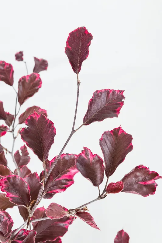 Rotbuche 'Tricolor' • Fagus sylvatica 'Tricolor' Angebot