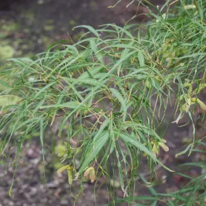 Expressversand Fächerahorn 'Koto-no-ito' • Acer palmatum 'Koto-no-ito'