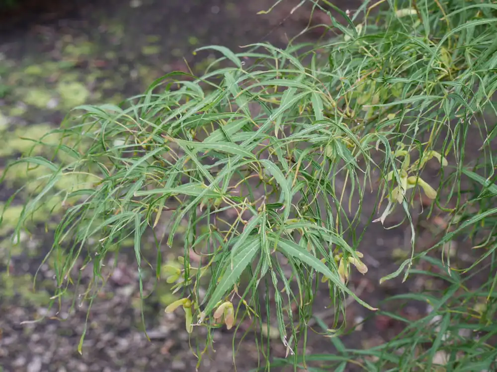 Expressversand Fächerahorn 'Koto-no-ito' • Acer palmatum 'Koto-no-ito'