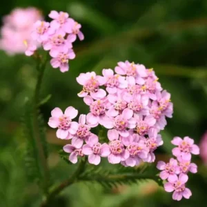 Top-Preis Schafgarbe, rosa • Achillea millefolium, rosa