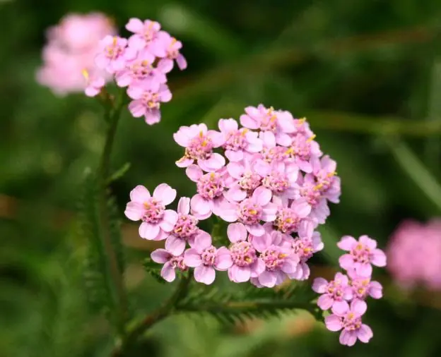 Top-Preis Schafgarbe, rosa • Achillea millefolium, rosa