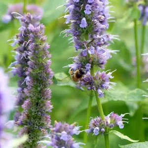 Meistverkauft Runzelige Duftnessel • Agastache rugosa