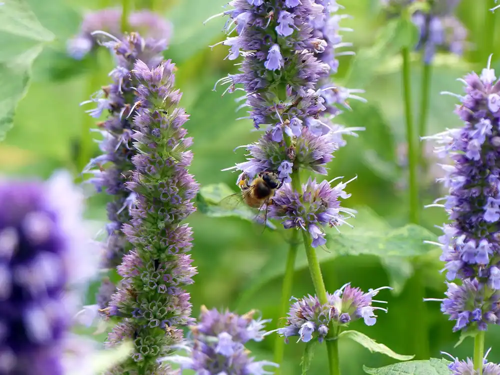 Meistverkauft Runzelige Duftnessel • Agastache rugosa