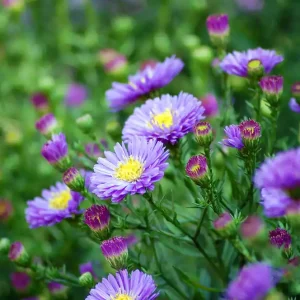 Preiswert Kissen-Aster 'Sapphire'® • Aster dumosus 'Sapphire'®