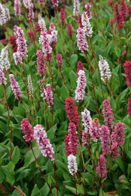 Schneller Versand Wiesenknöterich 'Superba' • Bistorta officinalis 'Superba'