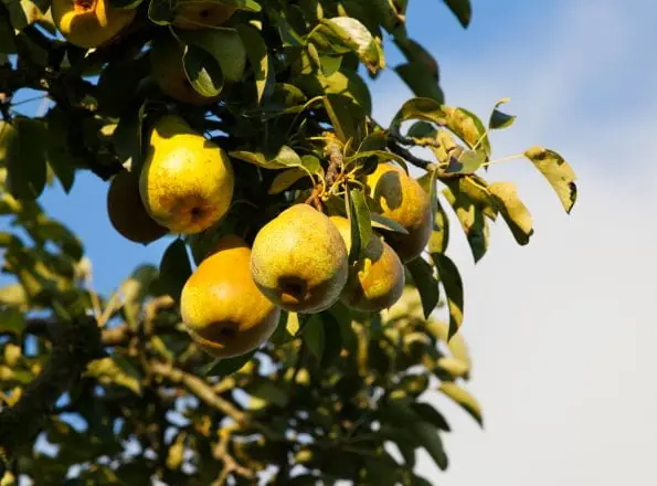 Birne 'Gelbmöstler' • Pyrus com. 'Gelbmöstler' Garantierte Lieferung