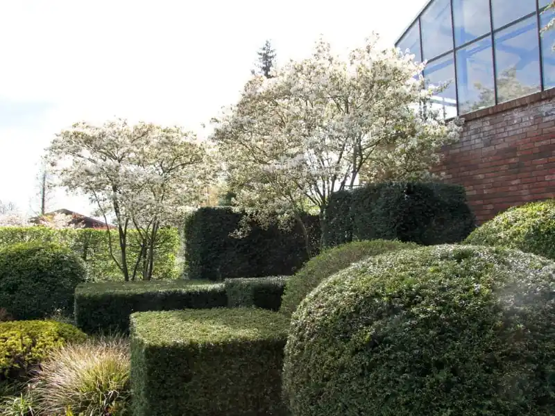 Eibe • Taxus baccata Echt