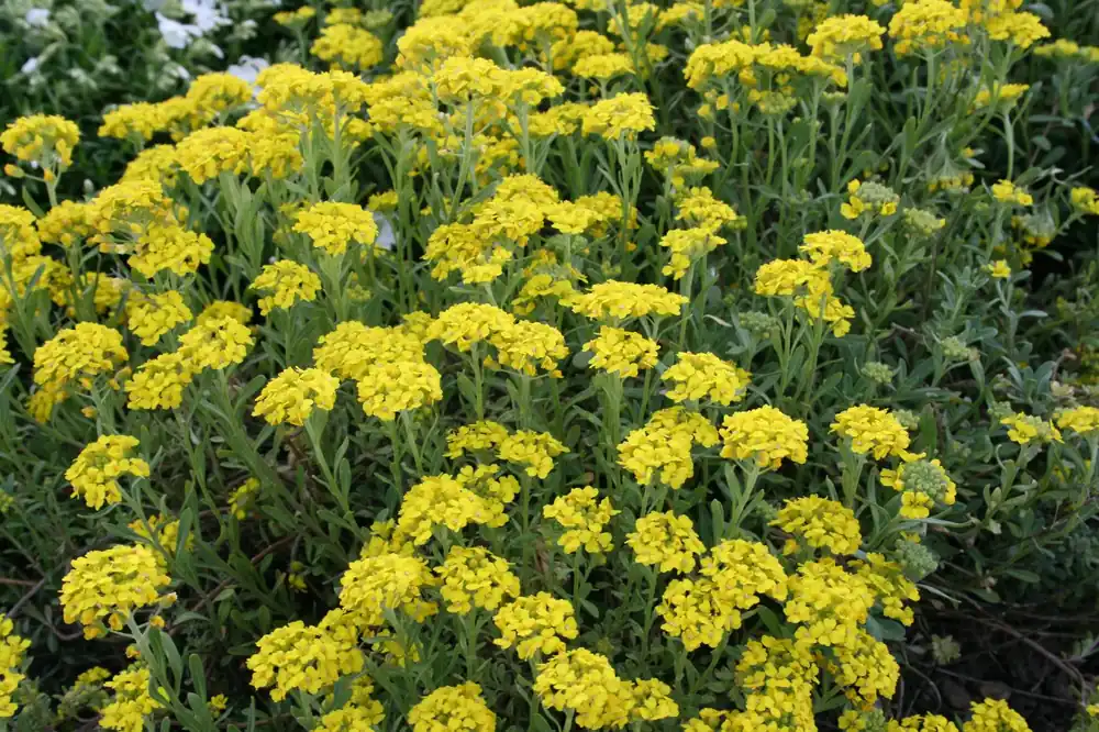 Sofort Bestellen Bergsteinkraut 'Berggold' • Alyssum montanum 'Berggold'