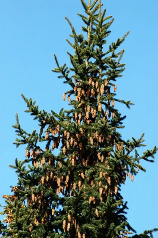 Blaue Stechfichte • Picea pungens 'Glauca' Expressversand