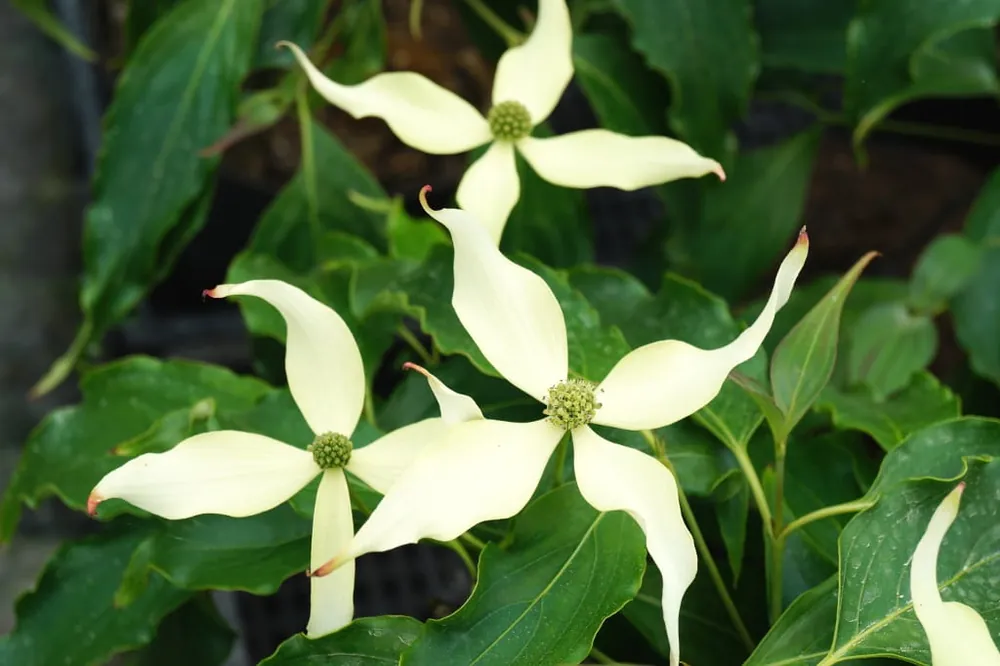 Garantierte Lieferung Japanischer Blumen-Hartriegel 'Schmetterling' • Cornus kousa 'Schmetterling'