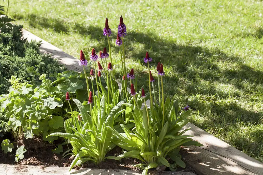 Orchideen-Schlüsselblume • Primula vialii Jetzt Bestellen