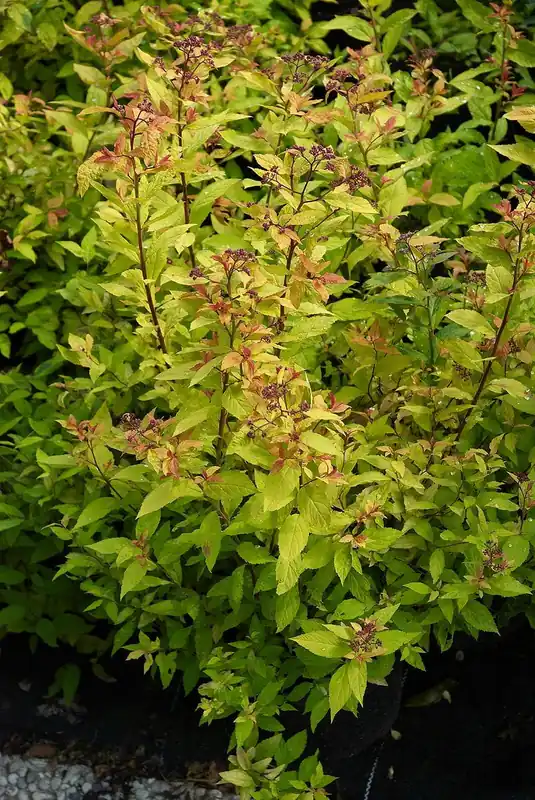Neu Im Sortiment Sommerspiere 'Goldflame' • Spiraea japonica 'Goldflame'