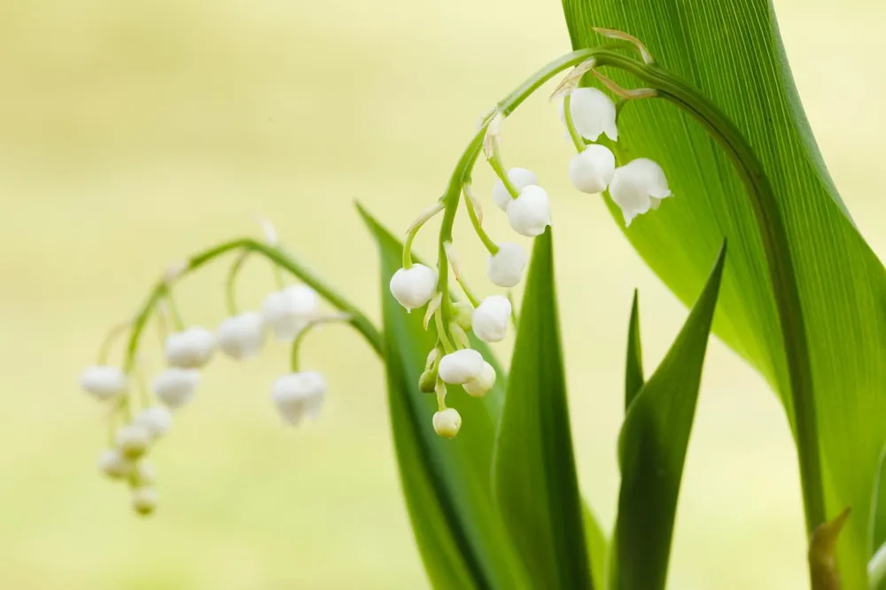 Maiglöckchen • Convallaria majalis Direkt Vom Hersteller