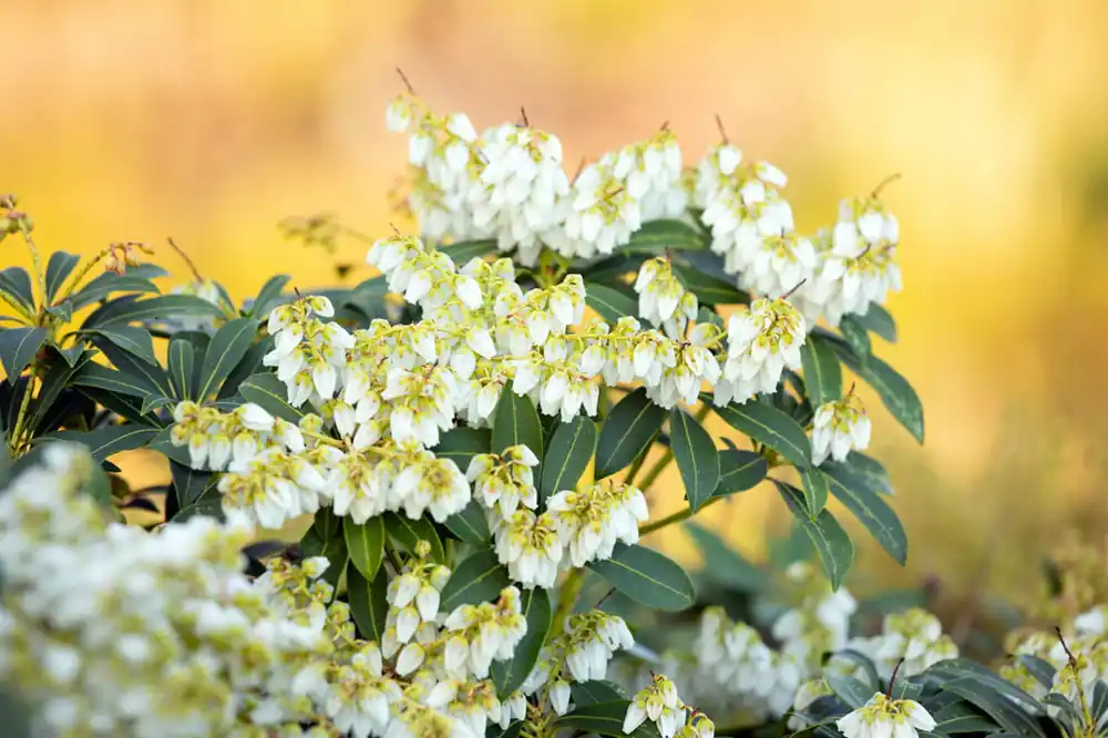 Japan. Schattenglöckchen • Pieris japonica Rabatt